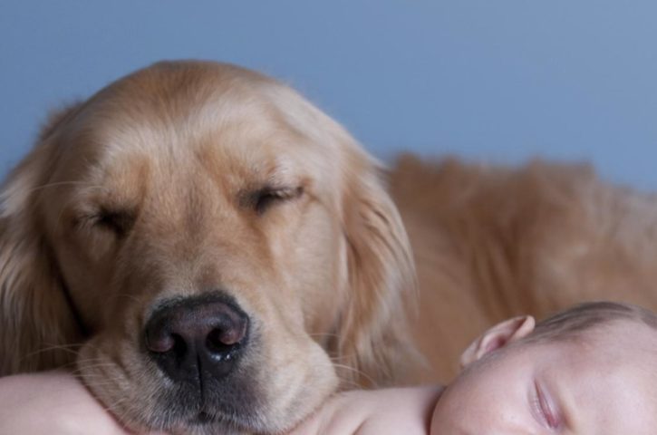 Mejores razas de perros para niños