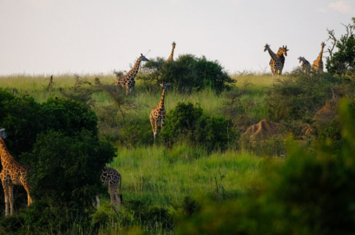 Turismo de experiencias en África como destino en alza y otras opciones